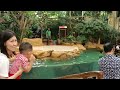 Sea lion Show In Singapore