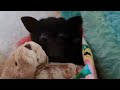 A Bat Pup With His Teddy Bear.❤️🦇❤️
