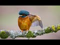 We visit Scottish Photography Hides to spend the day photographing Kingfishers
