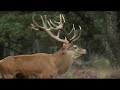 King of the Woods, Red Deer, Veluwe