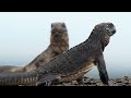 Iguana chased by killer snakes | Planet Earth II: Islands - BBC