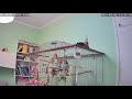 Bird Companion, Bird room Camera #birb #cockatiel #alonewithcamera #spycam