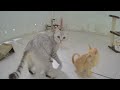 🐕 Funniest Cats and Dogs Videos 🐶 Best Funny Animal Videos ❤️😅