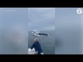 Breaching whale capsizes boat, sends 2 overboard off coast of New Hampshire