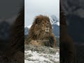 The Mighty Roar of the Barbary Lion #shorts #animals