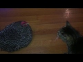 The Chicken & Cat Talk to Each Other
