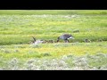 Two Greylag Geese and lots of goslings