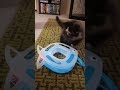 New Persian kitten Ada playing and being happy