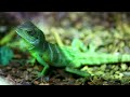 Gecko 4k Ultra HD