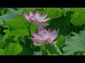 2024年7月7日 星名池のハス　Lotus flowers at Hoshinaike Pond　Obu city in Aichi