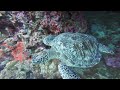 Dive Highlights - Manado