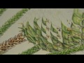 The Art of Botanical Illustration; A Norfolk Island Pine by Angela Lober