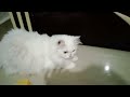 Cute cat videos#2024🐈😜funny cats and dogs videos😜 funny animals videos#cute# cat