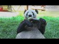 How panda Ya Ya begins her morning in her hometown Beijing