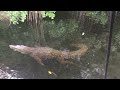 Crocodiles on the Black River