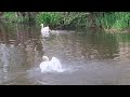 SWANS AND SiGNETS HAViNG A SPLASHTASTiC TiME!!!!!!!!!