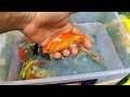 Serok ikan hias warna-warni, ikan koi, ikan mas koki, ikan komet hias, ikan gurami, kura-kura brazil