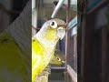 Cute Conures Playing Together! ❤️🦜 | My Pets My Garden