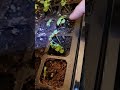 separating basil sprouts for growth