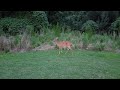 Messing with deer!