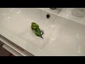 Волнистый попугай купается в раковине