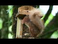 Bute red squirrels in the rain in early June 2024