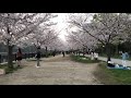 大阪城公園 花見散歩 (2021年3月29日)