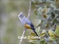 Canto del Papamoscas Sedoso Gris (Ptilogonys cinereus) El capulinero gris #jtriunfal