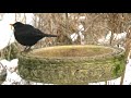 My Garden & Why it Attracts So Many Birds