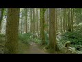 Trail Running along Middle Fork Trail - 4K Virtual Forest Run for Treadmill Workout (Nature Sounds)