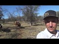 Pasture check of mini cows-Missing calves!  S01/E03