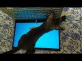 Tech-Savvy Whiskers: Kitten's Adventure in the Fishy Digital Realm. #Avacato.