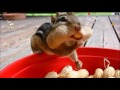 볼가득 마구마구 먹이 넣는 다람쥐 cute chipmunk mukbang 땅콩과 도토리 먹방
