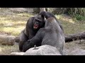 Gorillas Playing 2 FYV #gorilla