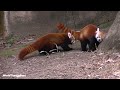 The Cute Red Panda | FACTS