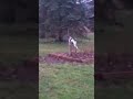 German Short Hair Pointer Pointing a Deer