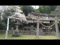 2022 Nyuno Sakura Shrine