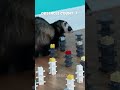 Marinette 🐾 Ferret vs LEGO Obstacle Challenge