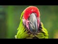 AMAZING NATURE IN DOLBY VISION™ | ULTRA VIVID COLORS [8K HDR]