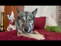 Doggie Christmas Presents - Dehydrate Dog Treats in an Oven