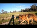 GoPro Bush Dog