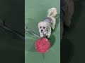 My YORKIE Teaches Me How To Play Basketball #Dog #animals #funny #basketball #nba