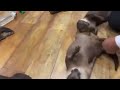 Who wants to play spin the otter They love it!
