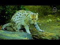 The Beautiful Animals in the Rainforest and Nature Sounds for Relaxation