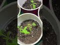 Jump starting my tomato seedlings