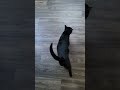 Petting my cat Midnight