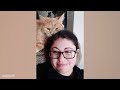 Funny Orange CATS with two braincells you will remember and LAUGH all day!😂