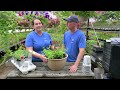 Planting SUPER PETUNIA Hanging Baskets