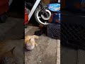 Kittens in the garage