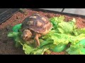 Sulcata Tortoise Eats Lettuce